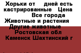   Хорьки от 35 дней есть кастрированные › Цена ­ 2 000 - Все города Животные и растения » Другие животные   . Ростовская обл.,Каменск-Шахтинский г.